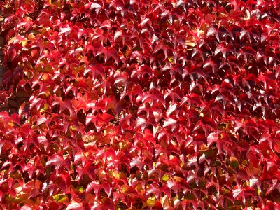 Autumn fall foliage red photo