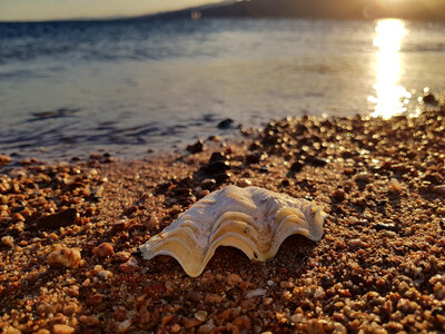 Shell on the shoreline on the beach photo
