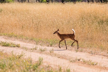 White-tailed deer fawn