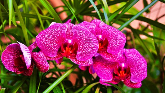 Orchid flower spring photo