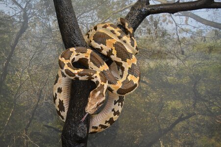 Animal biology brown