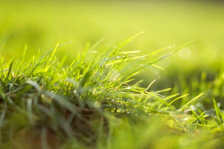 Agriculture countryside dark green photo