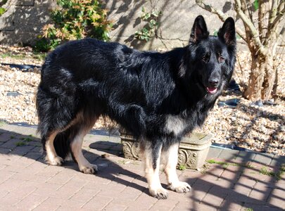 Alsatian pet purebred