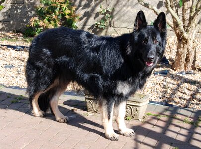 Alsatian pet purebred photo