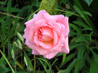 England pink 