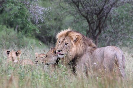 Tarangire wild animal safari photo