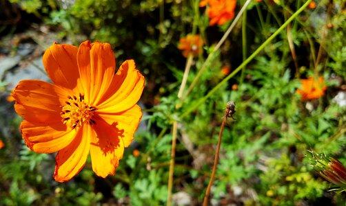 Autumn flower garden beautiful