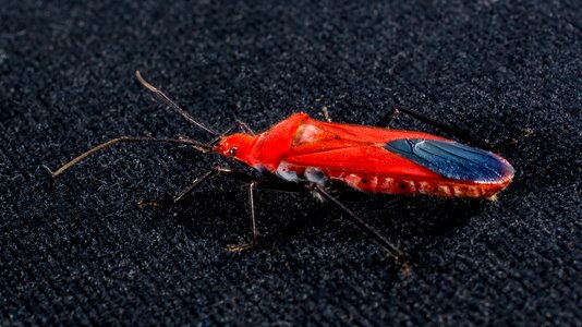 Red beetle insect macro