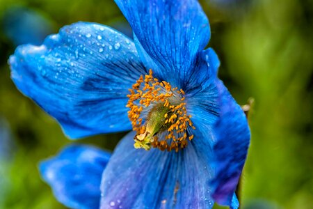 Beautiful Flowers beautiful image beautiful photo