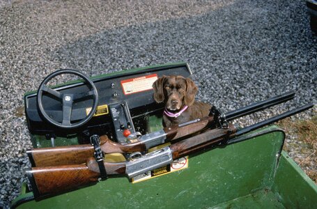 Cane hunt hunting dog photo