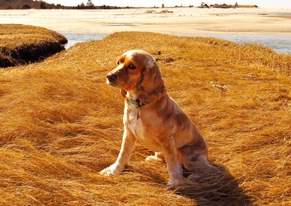 Cape cod cocker canine photo