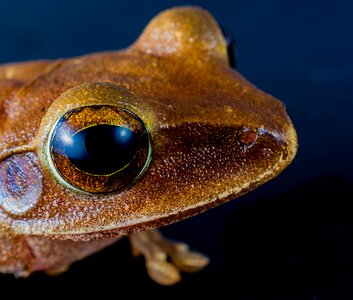 Anuran frog amphibians