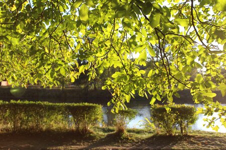 Nature autumn deciduous tree photo