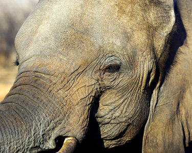 Close up of African Elephant photo