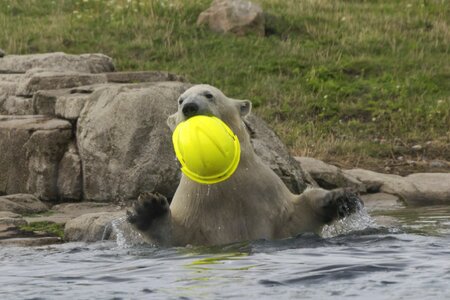 Animal bear beautiful photo