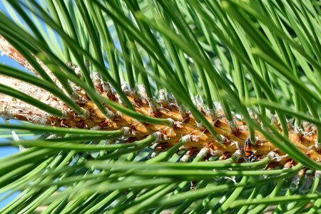 Close-Up conifers evergreen