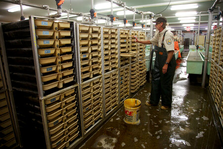Service employees with incubation trays-1