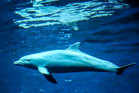 Animals sea water