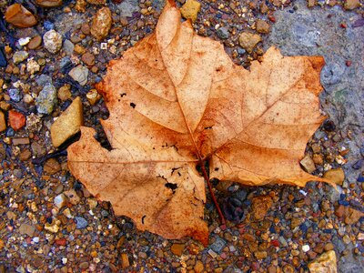Autumn golden autumn leaf