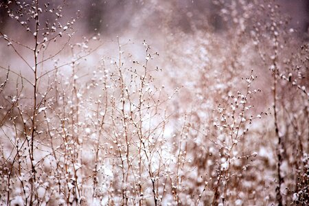 Snowfall white covered