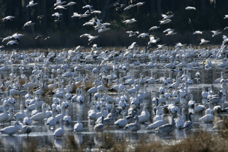 Migratory flock of Snow Geese photo