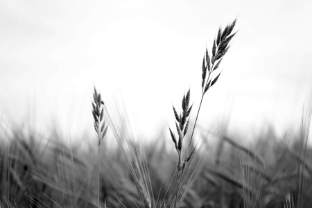 Wheat black white
