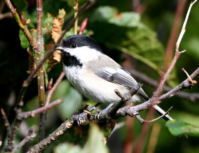 Bird black Poecile atricapillus photo