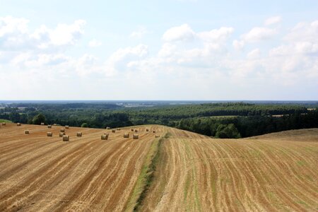 Forest summer straw