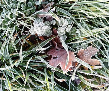 Fall color nature structure photo