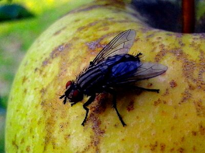 Apple domestic flies