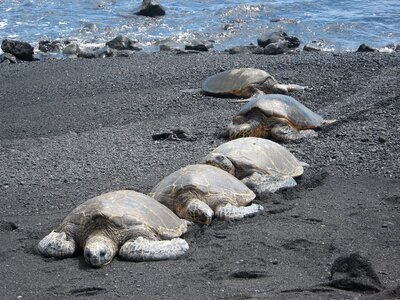 Animals hawaii big iland photo