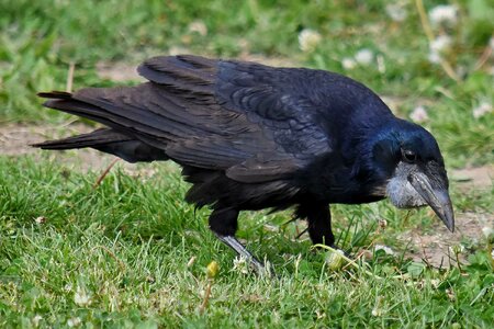 Black black bird raven