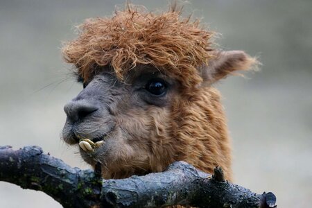 Alpaca animal beautiful photo