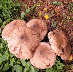Mushroom forest autumn photo