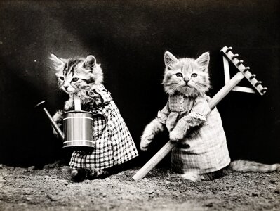 Kittens dressed clothed