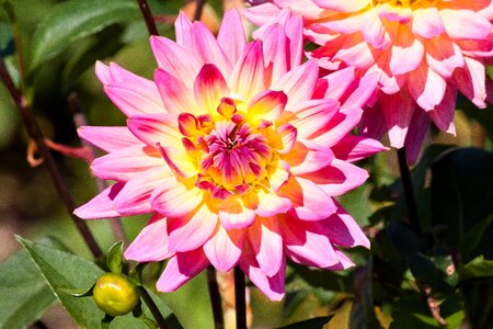 Plant composites pink