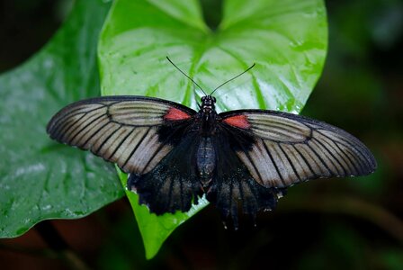 Animal arthropod beautiful image