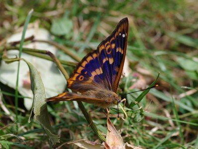 Summer garden insect