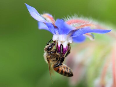 Animal arthropod beautiful flowers