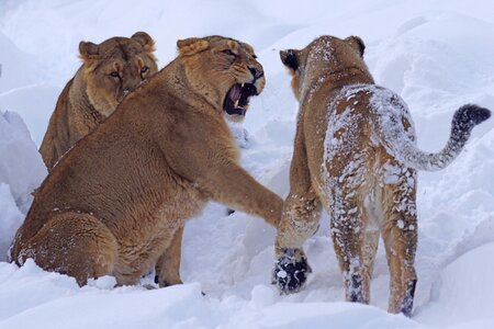 Lion zoo predator
