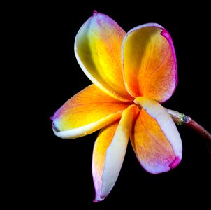 Frangipani plumeria violet yellow photo