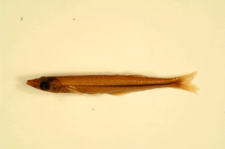 Labidesthes sicculus-7