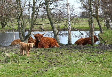 Highland cattle cow calf photo
