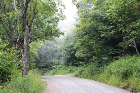 lush rainforest path WV photo