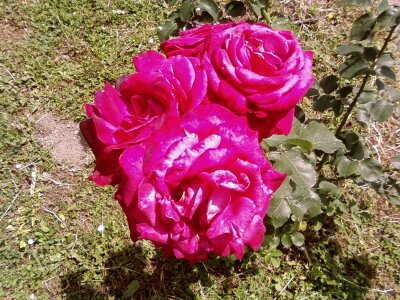 Garden red 