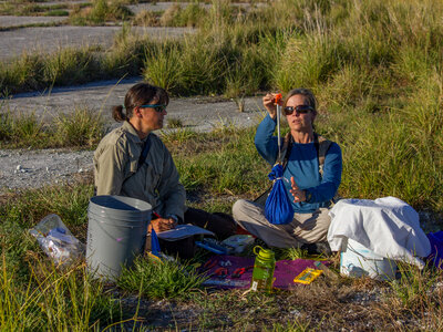 Recording health of Laysan ducks