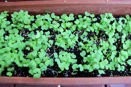 leaf lettuce