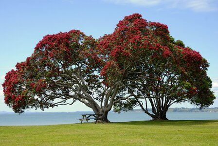 Pohutukawa tree on Cornwallis Beach, West Auckland photo