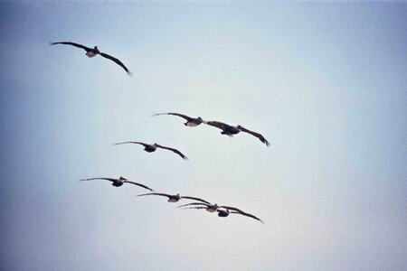 Brown eight flight