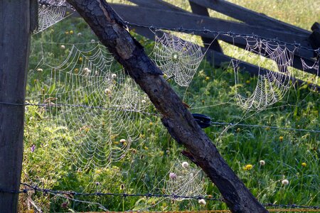 Dew moist nature